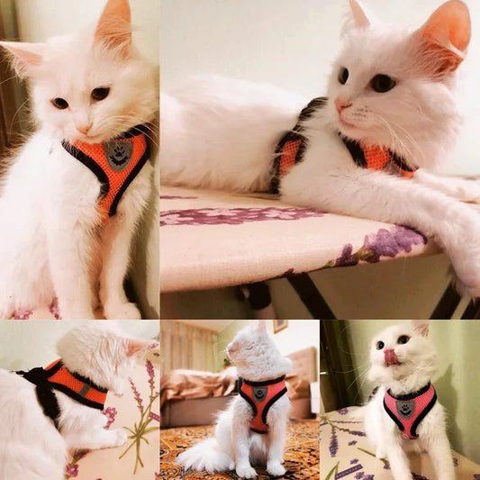 Small Pet Walking Harness with Leash